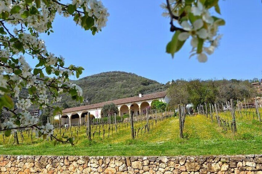 From Verona: the prosecco wine tour