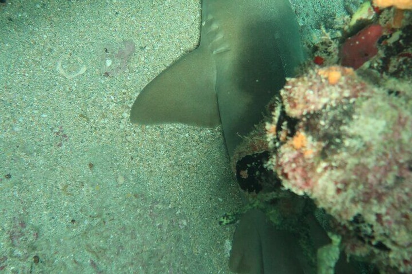 Atlantic Ocean Snorkeling Experience