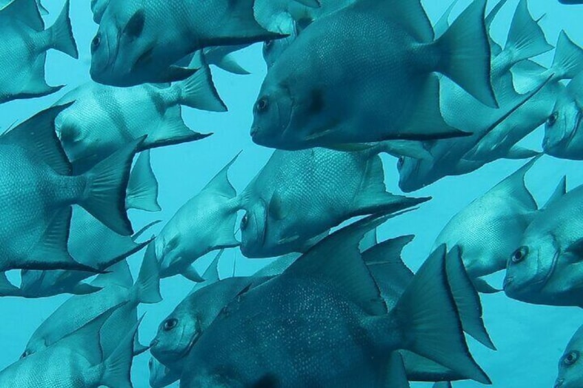 Atlantic Ocean Snorkeling Experience