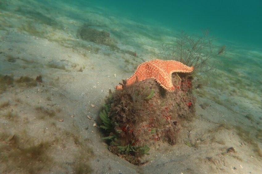 Atlantic Ocean Snorkeling Experience