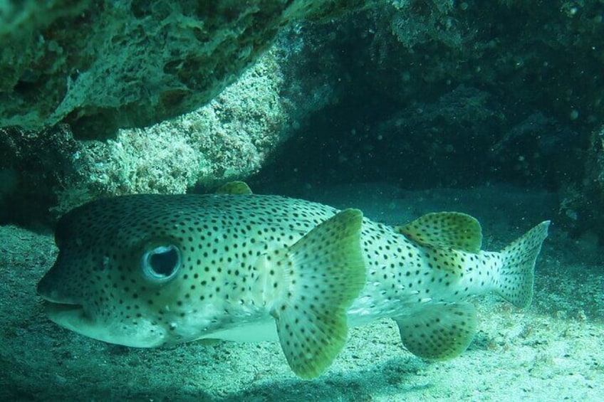 Atlantic Ocean Snorkeling Experience