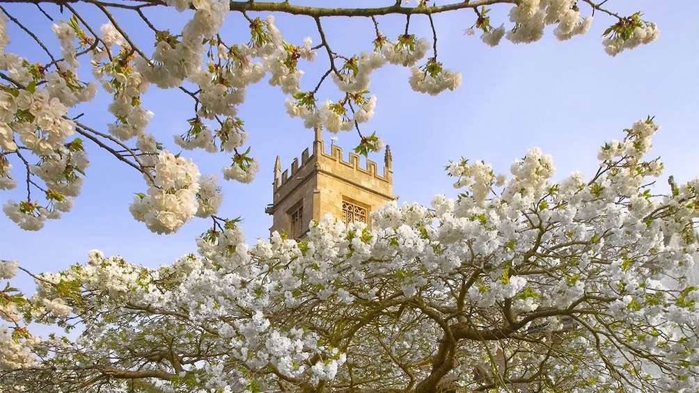 Blenheim Palace Downton Abbey and Cotswolds