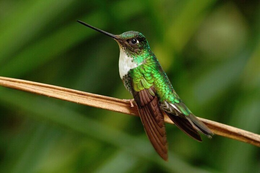 Private tour from Quito to Hummingbird Reserve and Middle of the World