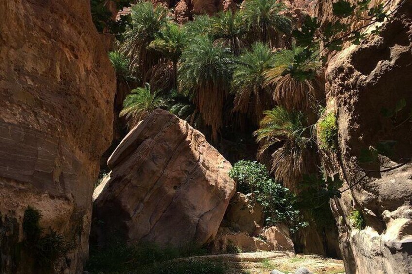 The palm trees the wadi is named after