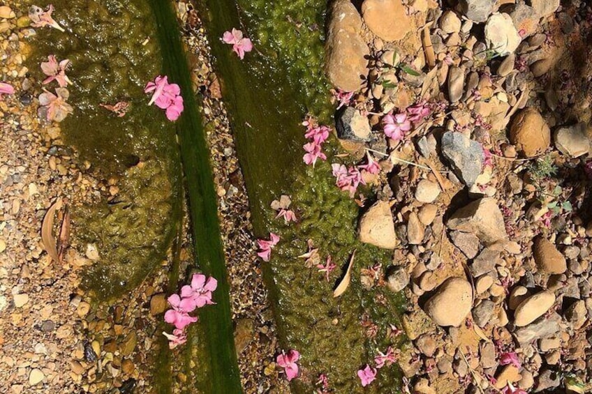 Oleander flowers fallen in the stream