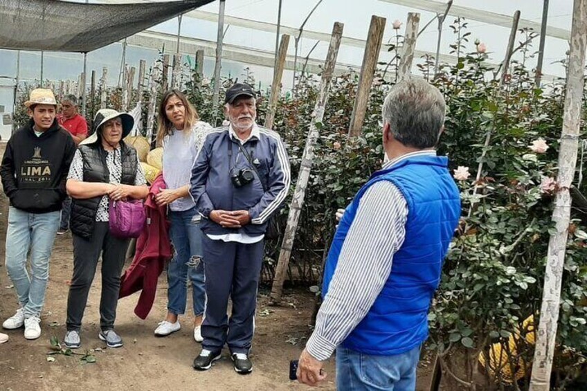 Private tour from Quito to the Cotopaxi Volcano with a visit to a rose plantation