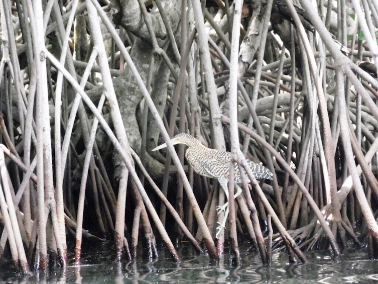 Chacahua National Park Boat Cruise