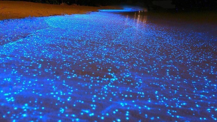 Manialtepec Lagoon Bioluminescence Cruise