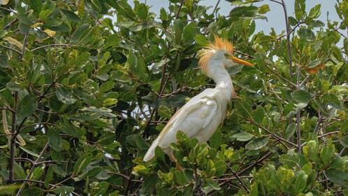 Puerto Escondido : Observation des oiseaux sur le bateau Lagoon excursion