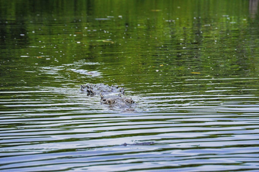 Puerto Escondido: Birds watching Lagoon Boat Tour