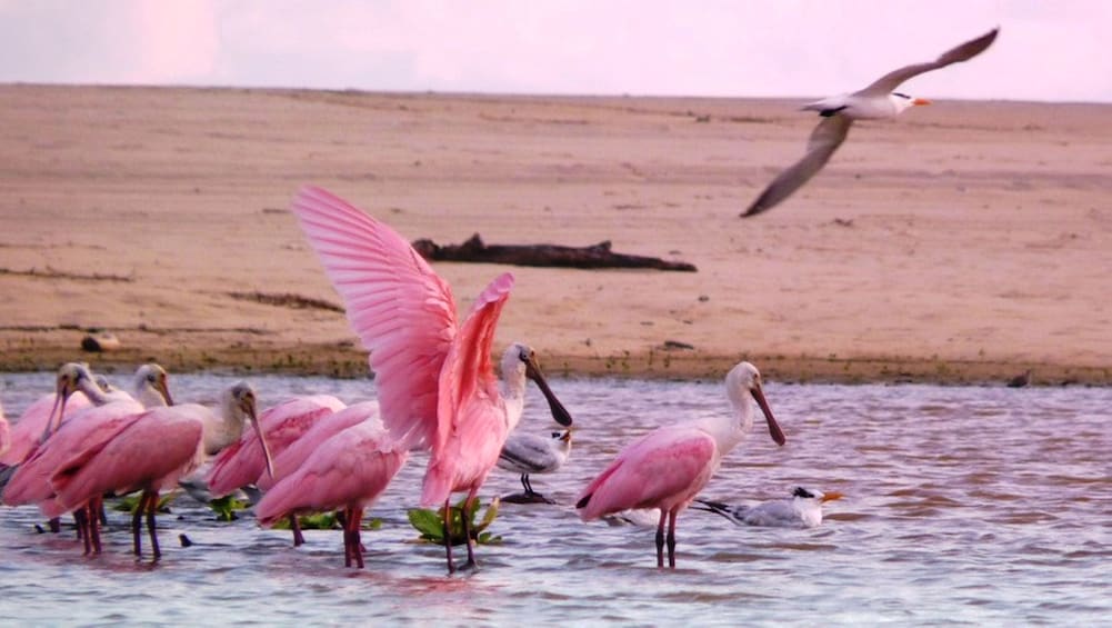 Manialtepec Lagoon Boat Tour