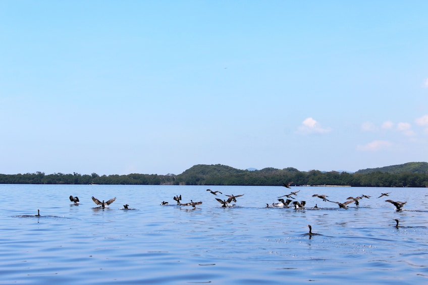 Manialtepec Lagoon Boat Tour