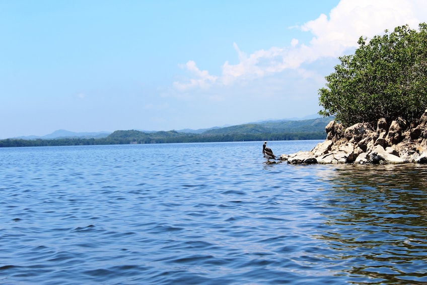 Manialtepec Lagoon Boat Tour