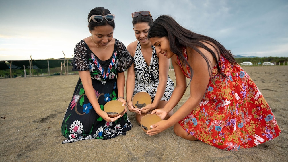 Baby Turtles Release Experience 