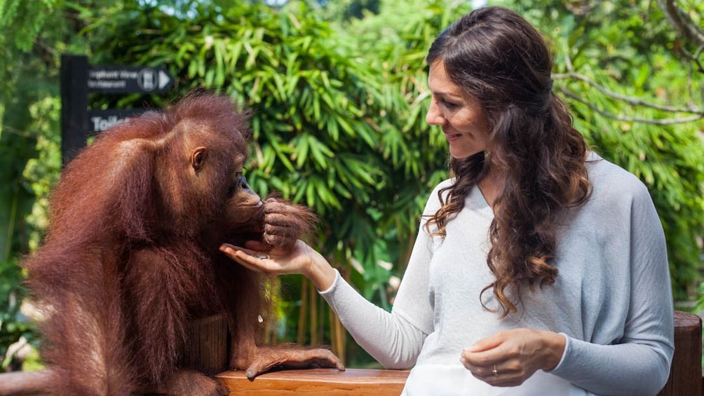 Show item 4 of 5. woman feeding and orangutan