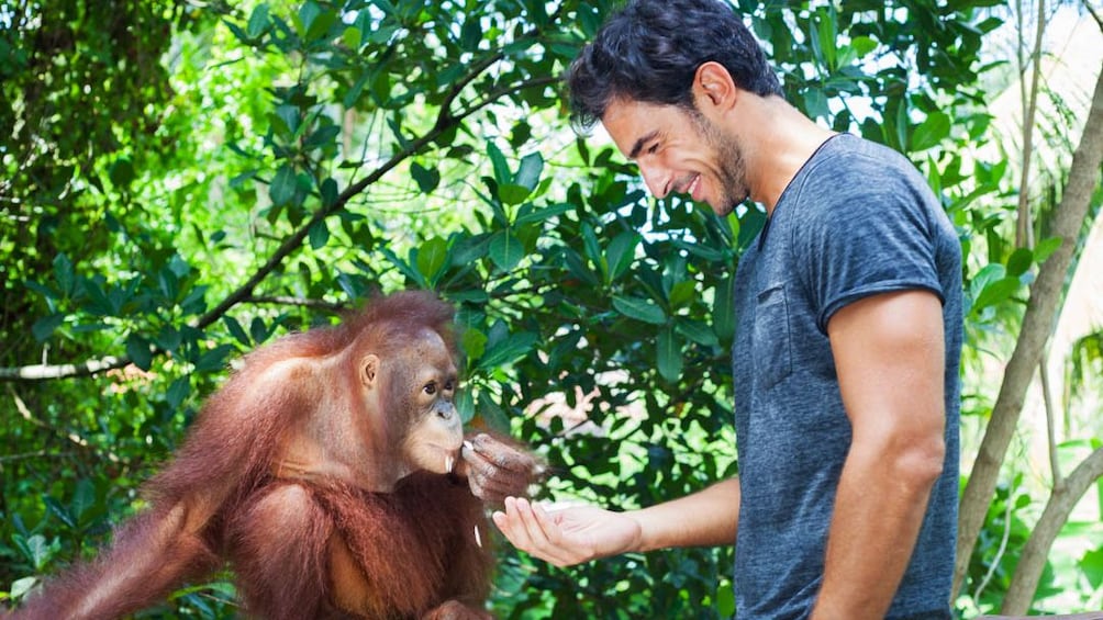 Show item 3 of 5. man feeding and orangutan