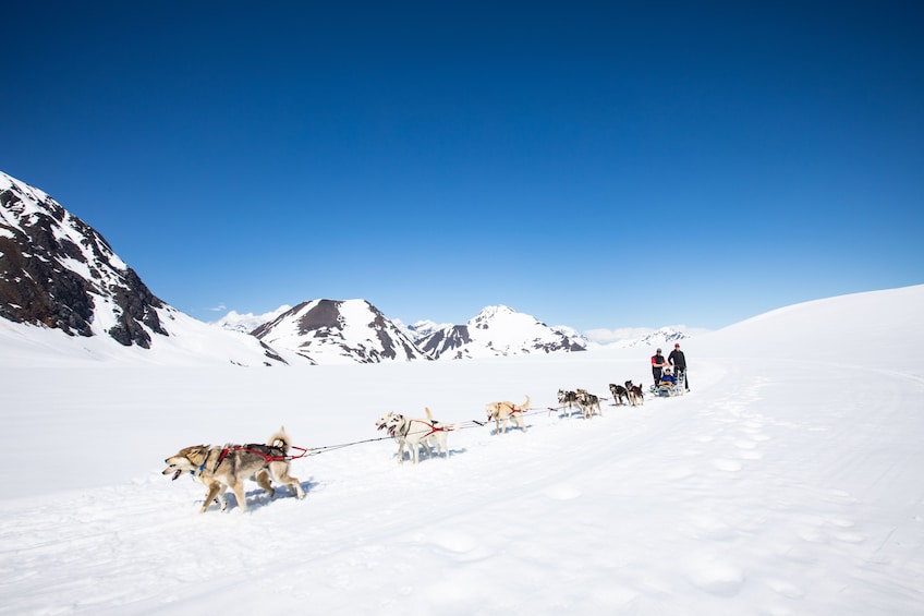 Helicopter Flight & Glacier Dog Sledding Tour
