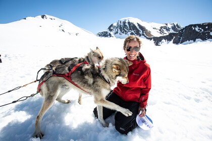 Helicopter Flight & Glacier Dog Sledding Tour