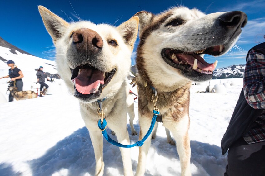 Helicopter Flight & Glacier Dog Sledding Tour
