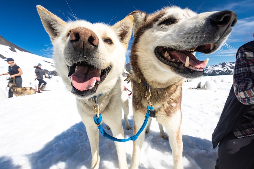 Helicopter Flight & Glacier Dog Sledding Tour