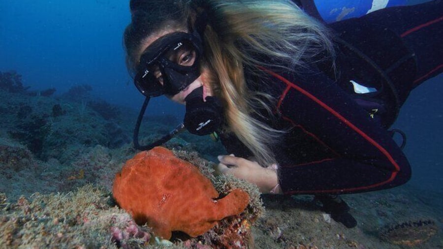 Frogfish