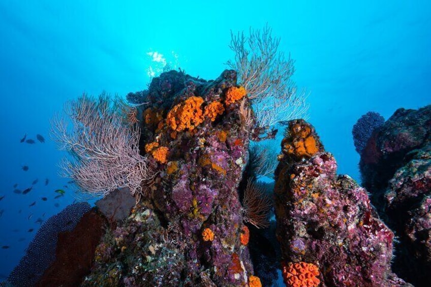 Caño Island Diving Tour with Lunch