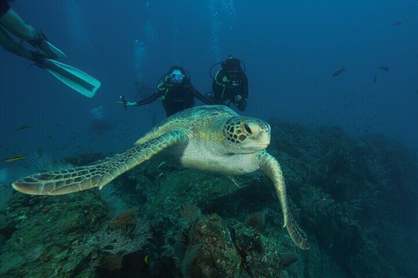 Pacific Black or Green Turtle