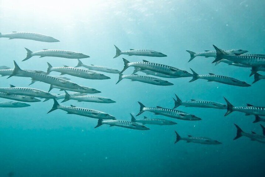 Caño Island Diving Tour with Lunch