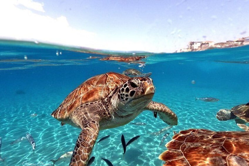 Swimming with sea turtles incl. professional pictures. Pefect for Instagram & FB