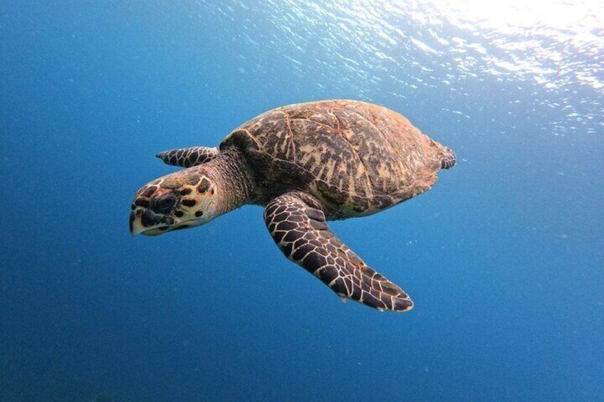 Hawskbill sea turtle