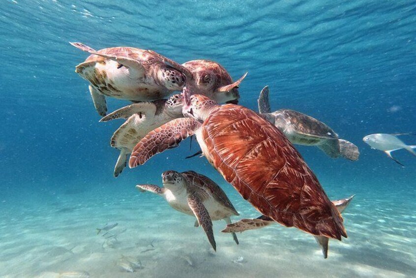 Catch the fish! Breakfast for the turtles!