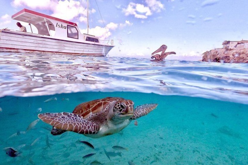 Turtle