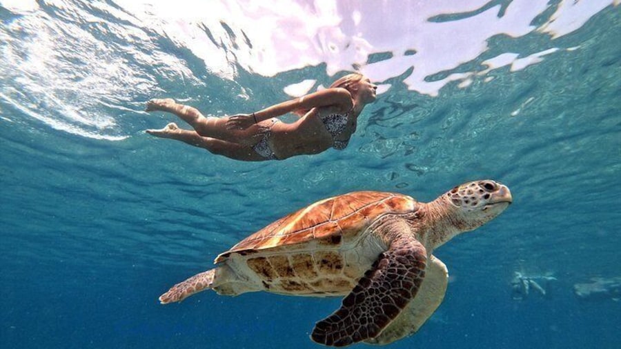 Copyright by Curacao Dreams Travel