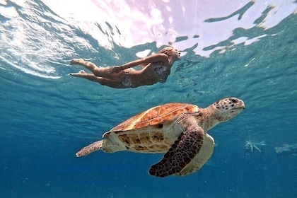 Nager avec les tortues de mer incl. des photos. Lauréat 2023