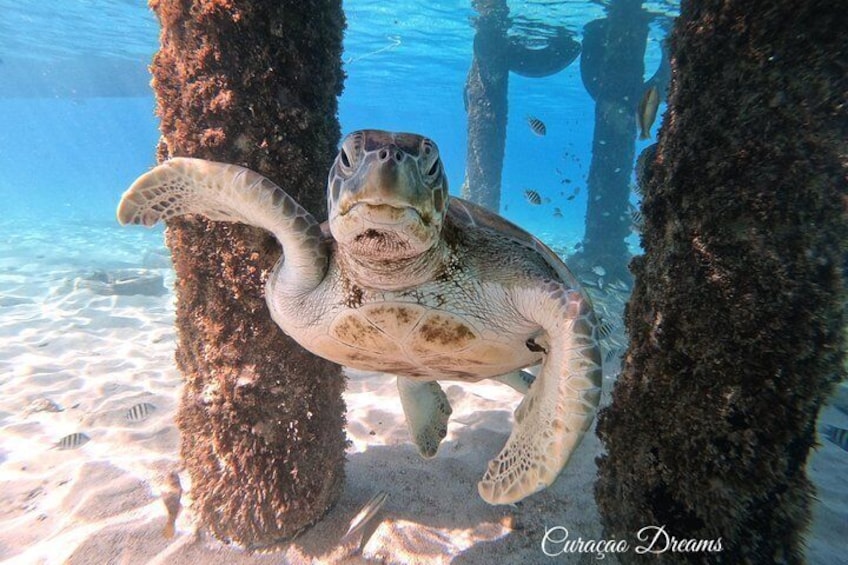 Sea turtle
