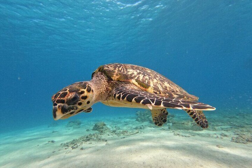 Hawskbill sea turtle