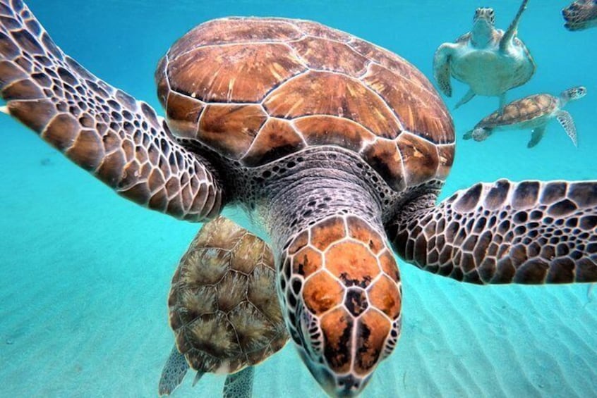 Snorkeling with turtles