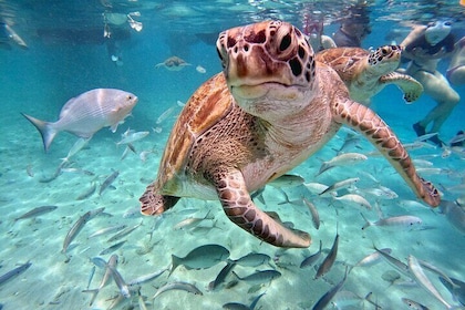 Swimming with sea turtles & Grote Knip Beach - Best island excursion