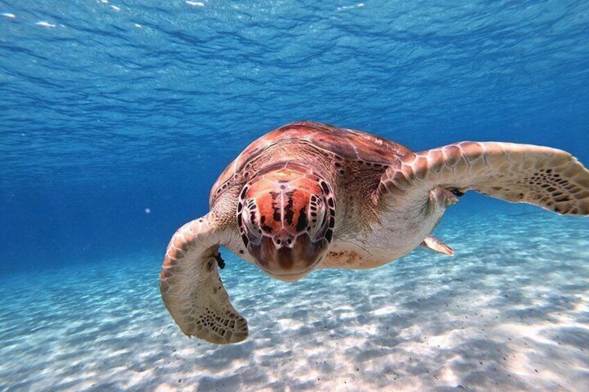 Turtle on the beach