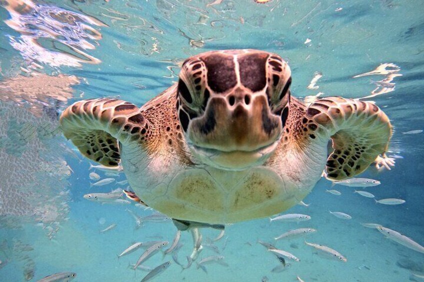 Green sea turtle has fun