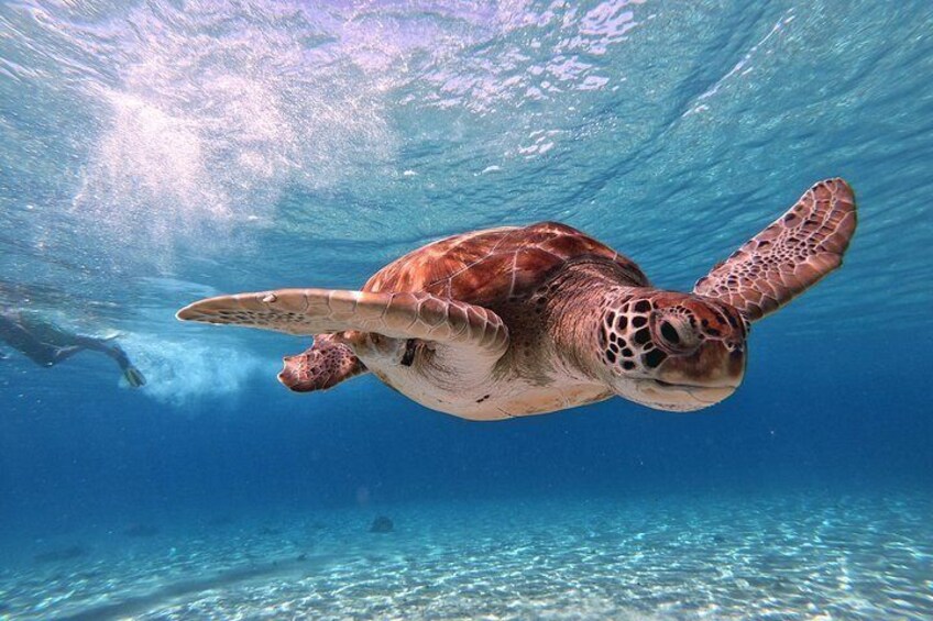 Turtles in the cystal clear water