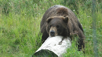 Alaska Wildlife Day Tour with Hotel Pick up