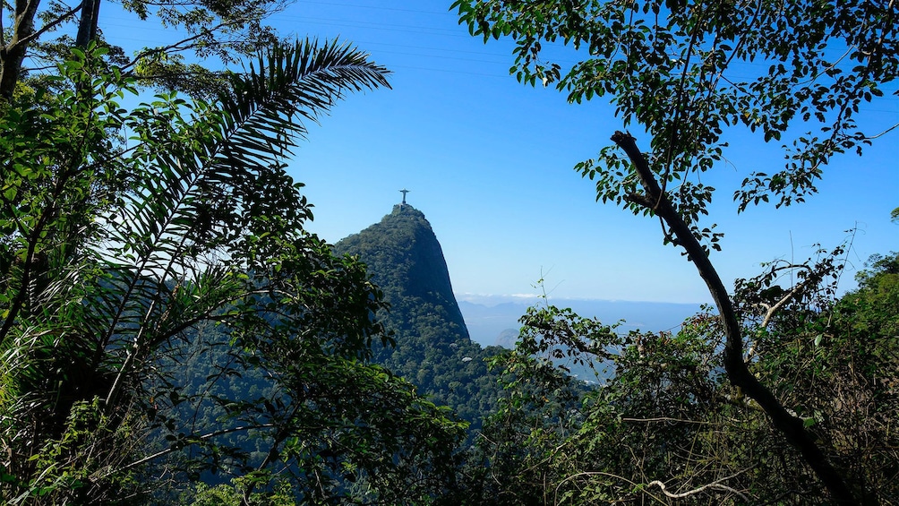 Tijuca Forest in Brazil 