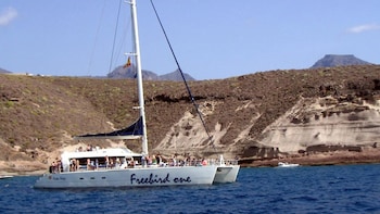 Whale & Dolphin Sightseeing Cruise with Lunch