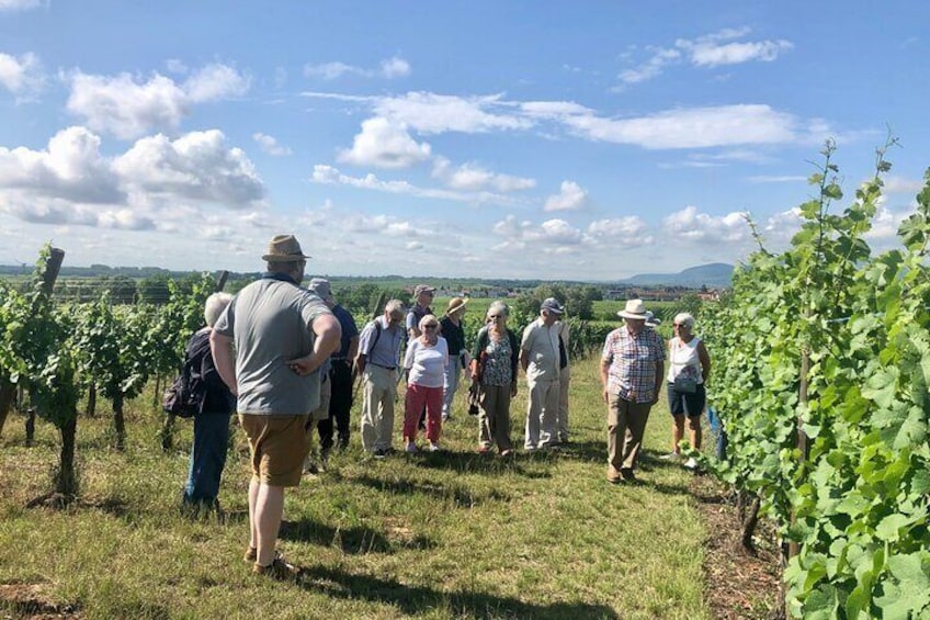 Winegrower walk