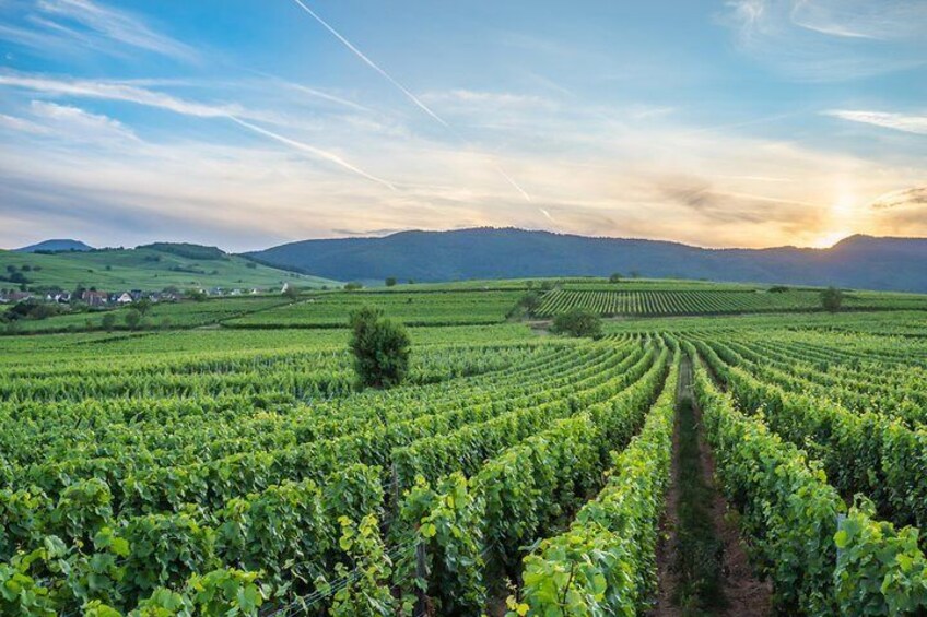 Winegrower walk