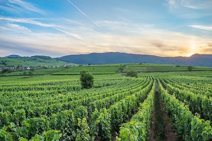 Winegrower ride (Visit the vineyard)