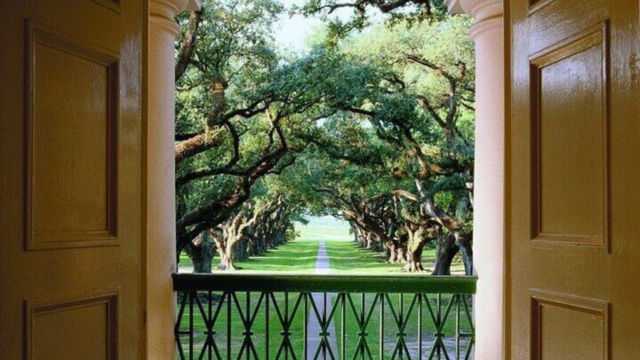 Beautiful Scenery of the beautiful Oak Trees!