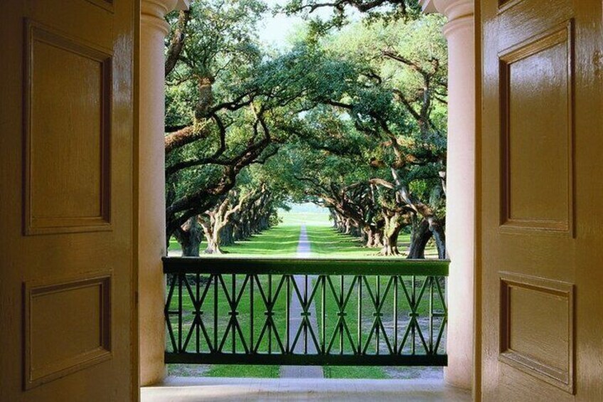 Beautiful Scenery of the beautiful Oak Trees!