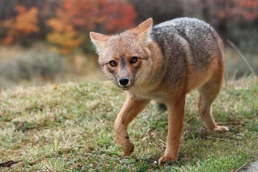Colorado Fuegian Fox